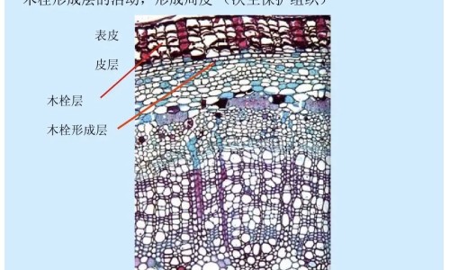 【砂仁的药用功效和用量是多少克】砂仁的功效与用法用量 - 砂仁的药用功效和用量网