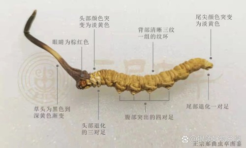 【砂仁的药用功效和用量是多少克】砂仁的功效与用法用量 - 砂仁的药用功效和用量网